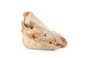 Image description is not available for 1997.1.35